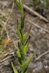 Buchnera americana L.