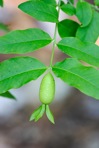 Buckleya distichophylla (Nutt.) Torr.