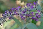 Buddleja davidii Franch.