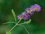 Buddleja davidii Franch.