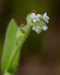 Buglossoides arvensis (L.) I.M. Johnston ssp. arvensis