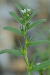 Buglossoides arvensis (L.) I.M. Johnston ssp. arvensis