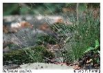 Bulbostylis capillaris (L.) Kunth ex C.B. Clarke ssp. capillaris