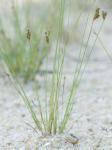 Bulbostylis capillaris (L.) Kunth ex C.B. Clarke ssp. capillaris