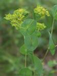 Bupleurum rotundifolium L.