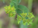 Bupleurum rotundifolium L.