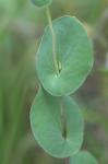 Bupleurum rotundifolium L.