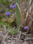 Burmannia biflora L.