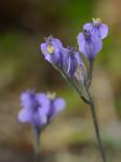 Burmannia biflora L.