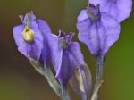 Burmannia biflora L.