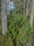 Buxus sempervirens L.