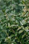Buxus sempervirens L.