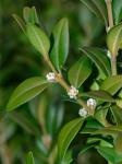Buxus sempervirens L.