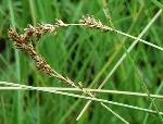 Carex prairea Dewey ex Wood