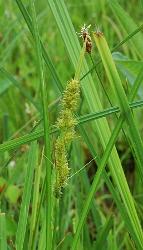 Carex vulpinoidea Michaux