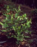 Clematis viticaulis Steele
