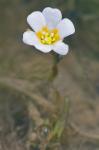 Cabomba caroliniana A. Gray