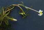 Cabomba caroliniana A. Gray