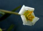 Cabomba caroliniana A. Gray