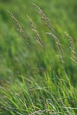 Calamagrostis canadensis (Michx.) Beauv. var. canadensis