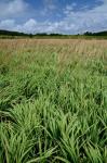 Calamagrostis canadensis (Michx.) Beauv. var. canadensis