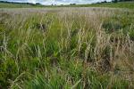Calamagrostis canadensis (Michx.) Beauv. var. canadensis