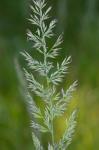 Greeneochloa coarctata (Eaton) P.M. Peterson, Soreng, Romasch. & Barberá