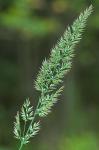 Greeneochloa coarctata (Eaton) P.M. Peterson, Soreng, Romasch. & Barberá