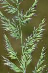 Greeneochloa coarctata (Eaton) P.M. Peterson, Soreng, Romasch. & Barberá