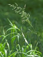 Calamagrostis porteri Gray ssp. porteri