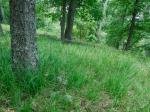 Calamagrostis porteri Gray ssp. porteri