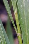 Calamagrostis porteri Gray ssp. porteri