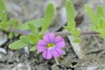 Calibrachoa parviflora (Juss.) D'Arcy