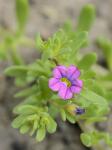 Calibrachoa parviflora (Juss.) D'Arcy