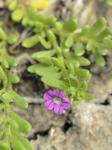 Calibrachoa parviflora (Juss.) D'Arcy