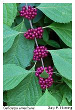 Callicarpa americana L.