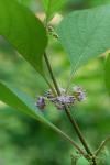 Callicarpa americana L.