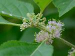 Callicarpa americana L.