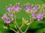 Callicarpa dichotoma (Loureiro) K. Koch