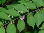 Callicarpa dichotoma (Loureiro) K. Koch