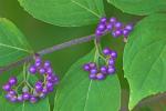 Callicarpa dichotoma (Loureiro) K. Koch