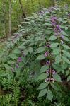 Callicarpa dichotoma (Loureiro) K. Koch