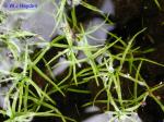 Callitriche heterophylla Pursh var. heterophylla