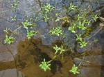 Callitriche heterophylla Pursh var. heterophylla
