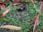 Callitriche heterophylla Pursh var. heterophylla