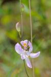 Calopogon pallidus Chapman