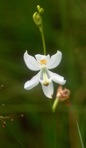 Calopogon pallidus Chapman