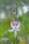 Calopogon pallidus Chapman