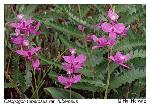 Calopogon tuberosus (L.) BSP var. tuberosus