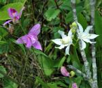 Calopogon tuberosus (L.) BSP var. tuberosus